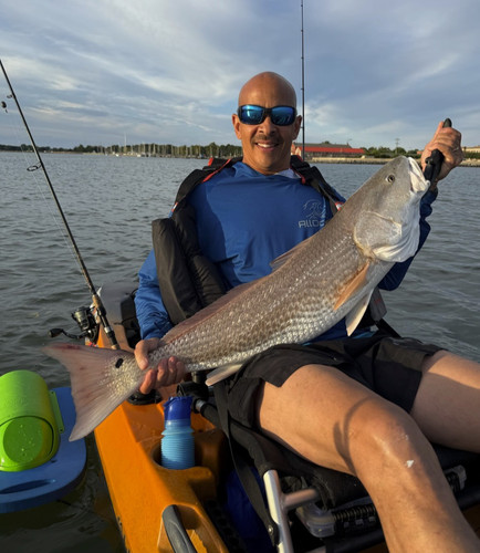 Baitshark kayak pesca - pesca, livewell